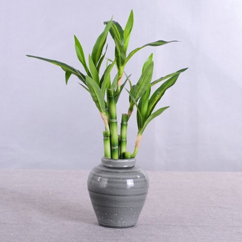 New 40cm Artificial Lucky Bamb - Outdoor Furniture Green ulasan dan harga